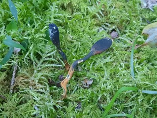 Tolypocladium ophioglossoides