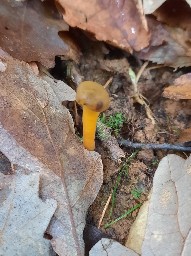 Leotia lubrica