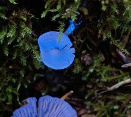 Entoloma undatum
