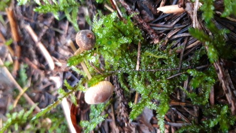 Mycena aurantiomarginata