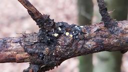 Lachnellula resinaria