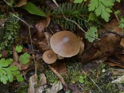 Kuehneromyces lignicola