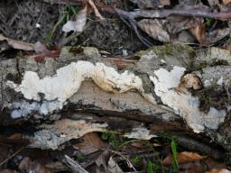 Radulomyces confluens