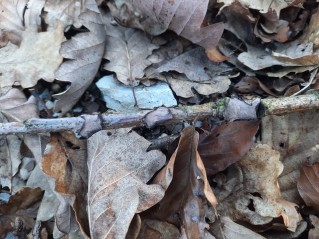 Peniophora quercina