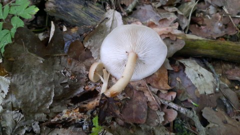 Rhodocollybia butyracea