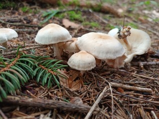 Gymnopus hariolorum