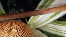 Lactocollybia cycadicola