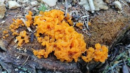 Dacrymyces chrysospermus