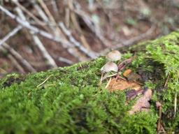 Mycena epipterygia