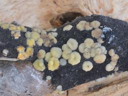 Trichobelonium kneiffii
