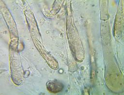 Boudiera areolata