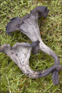 Craterellus cornucopioides