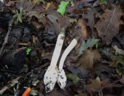 Mutinus caninus