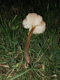 Xerula pudens