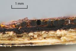 Hypoxylon petriniae
