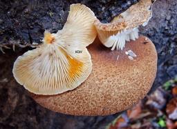 Crepidotus crocophyllus