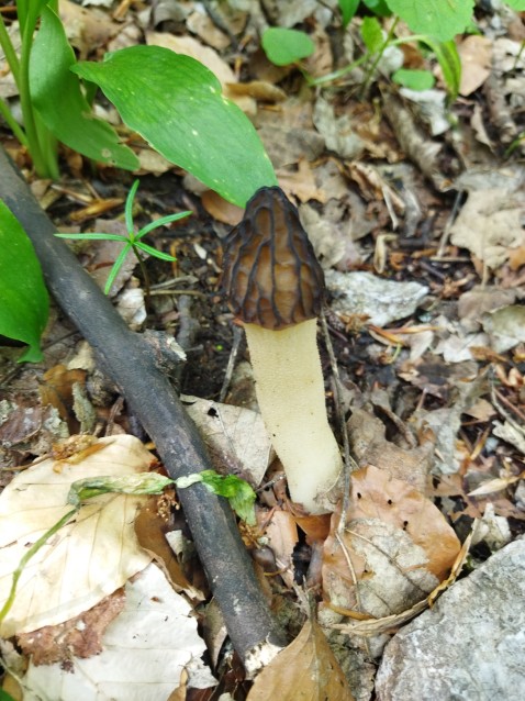 Morchella semilibera