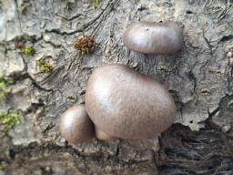 Pleurotus calyptratus
