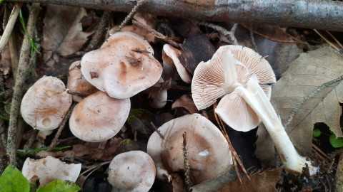 Hebeloma sinapizans
