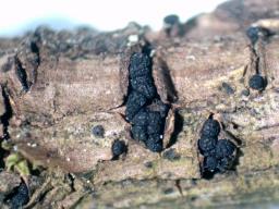 Cucurbitaria berberidis