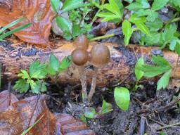 Psathyrella prona