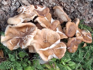 Armillaria mellea