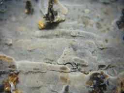 Tomentella lapida