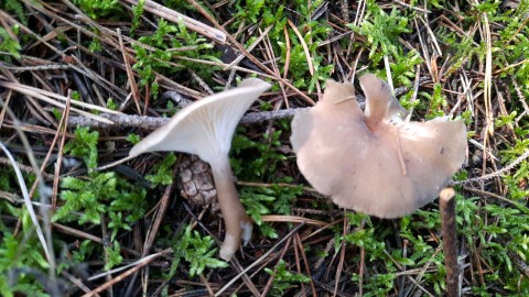 Ampulloclitocybe clavipes