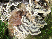 Auricularia mesenterica