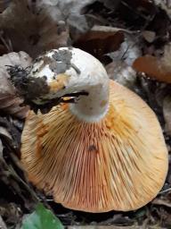 Lactarius deliciosus
