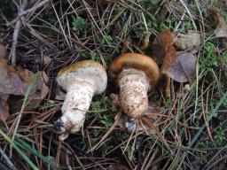 Tricholoma focale