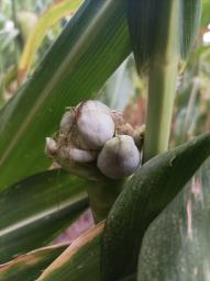 Mycosarcoma maydis