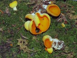 Sowerbyella rhenana