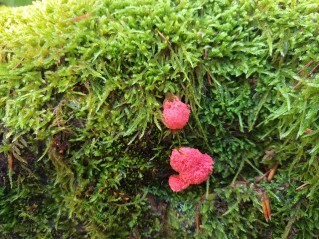 Tubifera