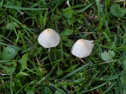 Conocybe apala