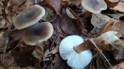 Rhodocollybia asema