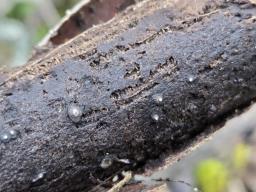 Cytospora nivea