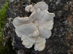 Osteina undosa