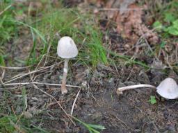 Panaeolus semiovatus