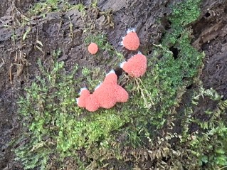 Tubifera ferruginosa
