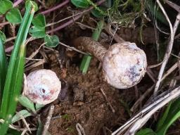 Tulostoma brumale