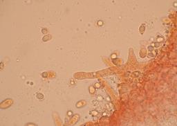 Mycena aetites