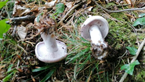 Lepista glaucocana