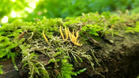 Calocera cornea