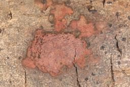 Hypoxylon rubiginosum