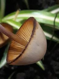Lactocollybia cycadicola