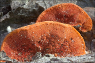 Pycnoporus cinnabarinus