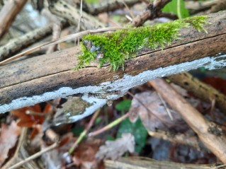 Lyomyces sambuci