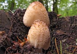 Coprinellus domesticus