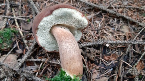 Imleria badia